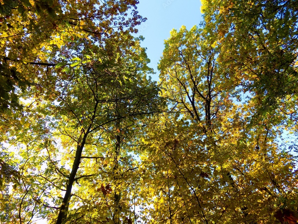 Colorful leaves on deciduous trees in park during autumn Colorful leaves on deciduous trees in park during autumn