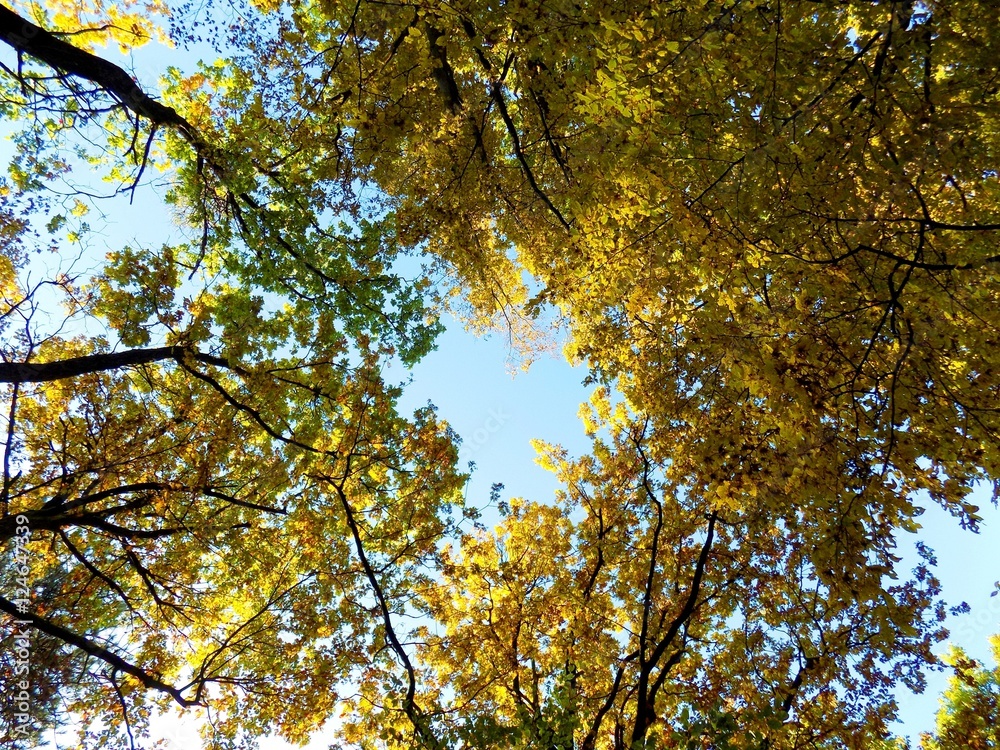 Colorful leaves on deciduous trees in park during autumn Colorful leaves on deciduous trees in park during autumn
