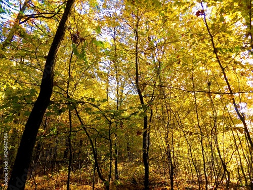 Colorful leaves on deciduous trees in park during autumn