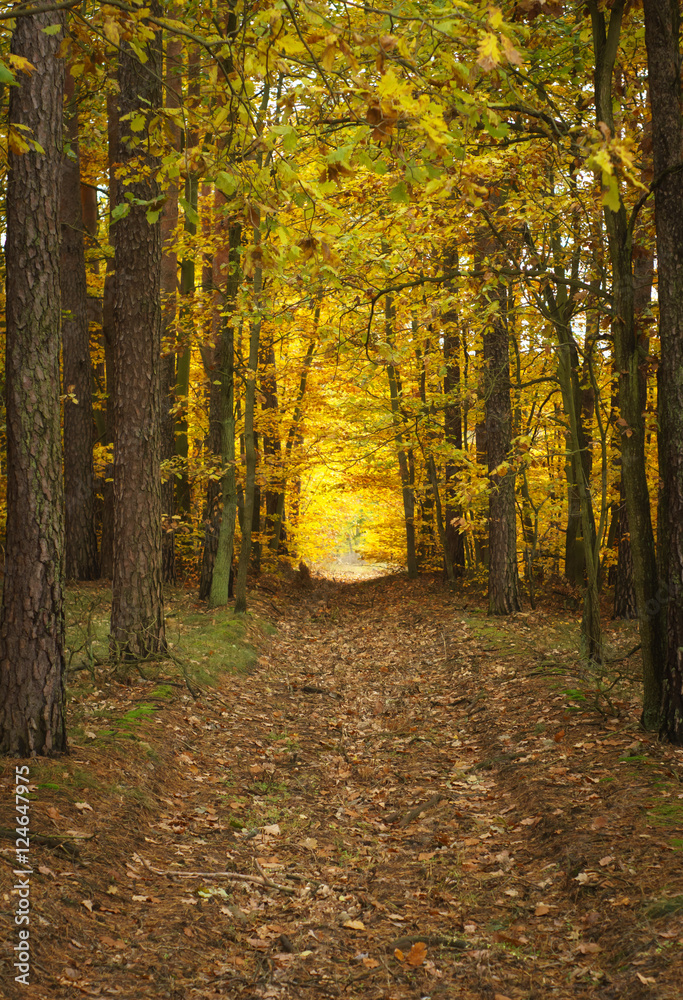 Obraz premium autumn forest - golden Polish fall. mysterious wet road, path in the woods - warm European autumn landscape 
