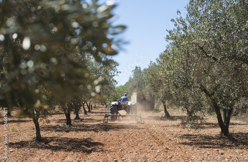 Tractor and olive trees