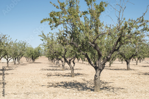 Almond trees