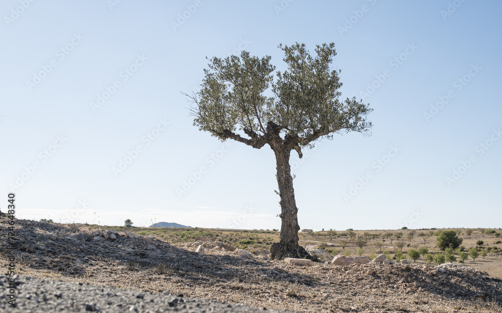 Isolated olive tree