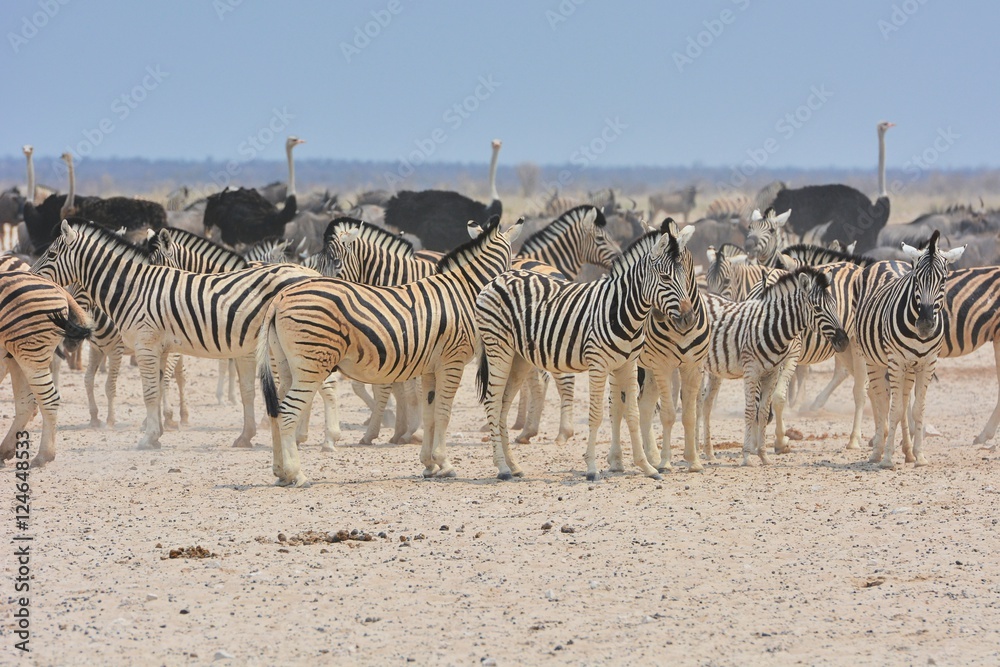 Zebraherde (Equus qugga) wartet am Wasserloch im Etosha Nationalpark Zebraherde (Equus qugga) wartet am Wasserloch im Etosha Nationalpark