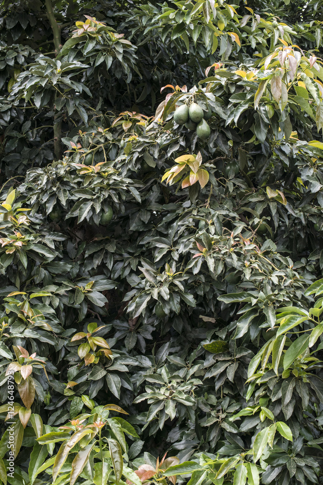 Obraz premium Avocado on a tree