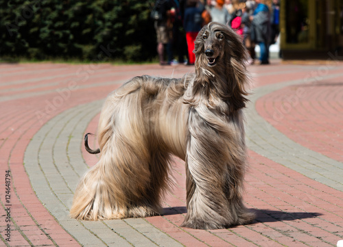 Fototapeta Naklejka Na Ścianę i Meble -  Afghan Hound waits.  The Afghan Hound is in the park. 
