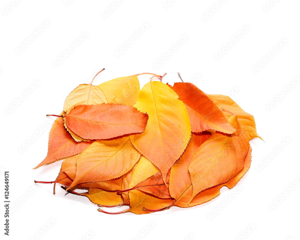 bunch of dry colorful autumn leaves isolated on white background bunch of dry colorful autumn leaves isolated on white background