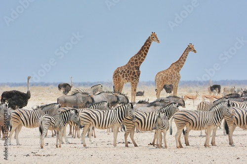 Zebras, Giraffen, Strauße und Antiopen am Wasserloch (Etosha Nationalpark) photo