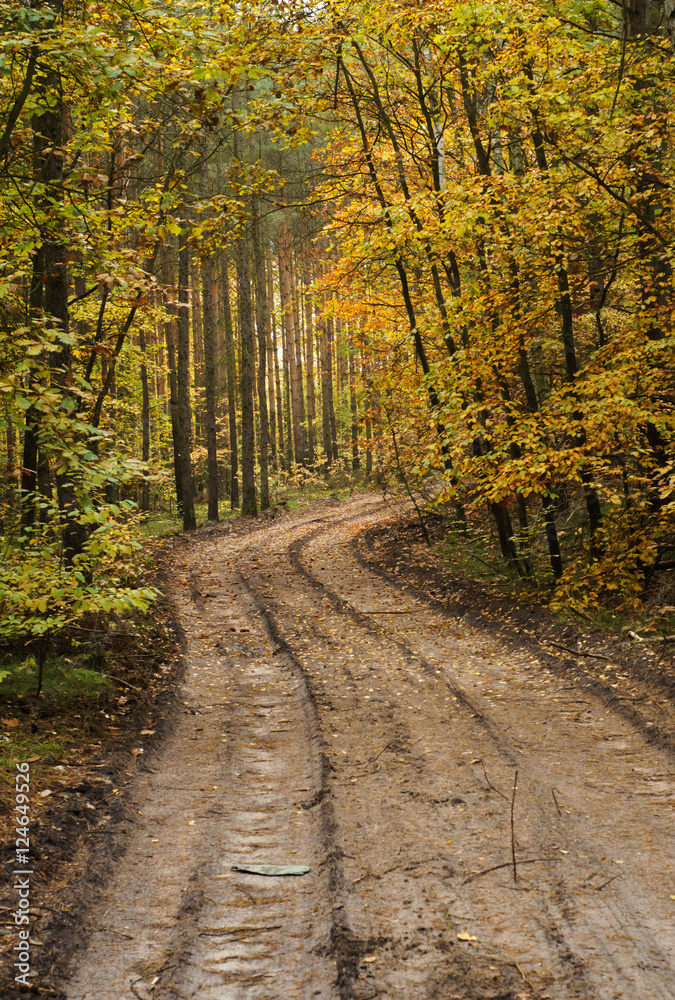 mysterious wet road, path in the forest - warm European autumn landscape