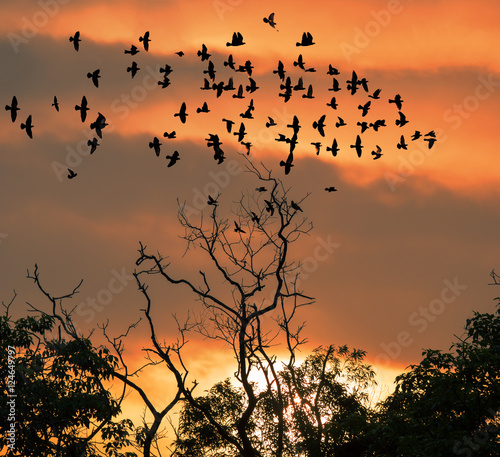 silhouette of flying birds on sunset sky © missisya