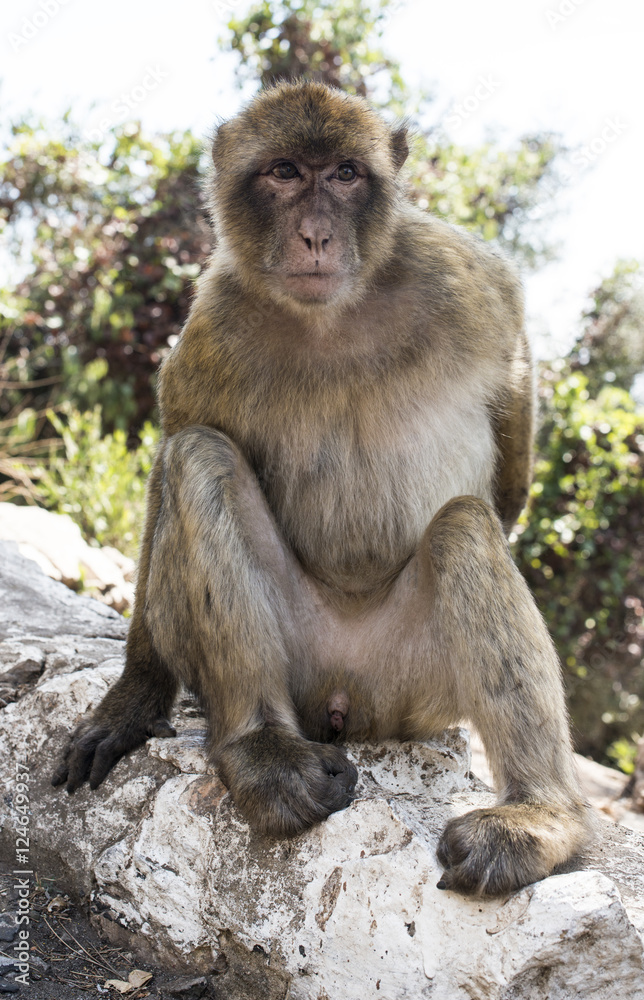 Barbary macaque monkey