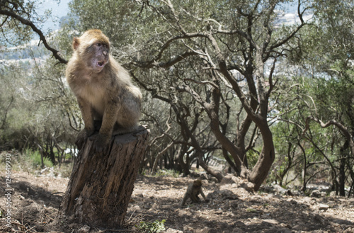 Barbary macaque monkey