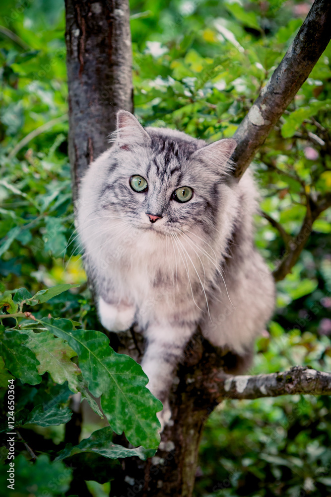 Le chat gris à poils longs dans l'arbre