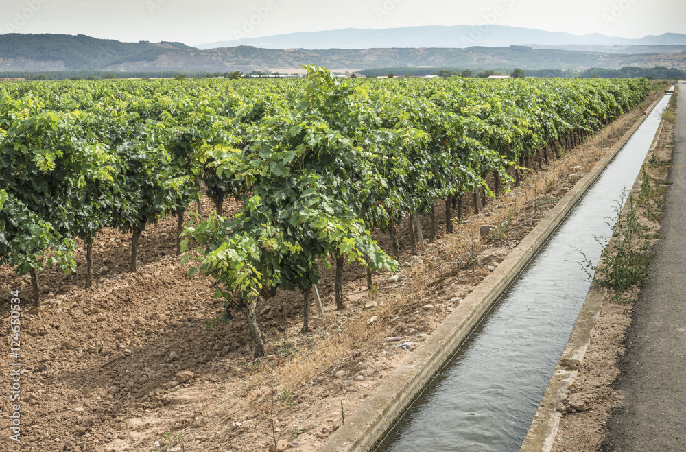 Vineyards and irrigation canal