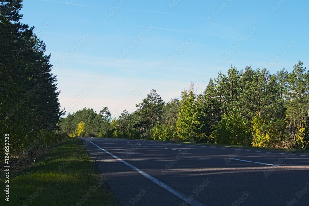 Naklejka premium Road through the woods
