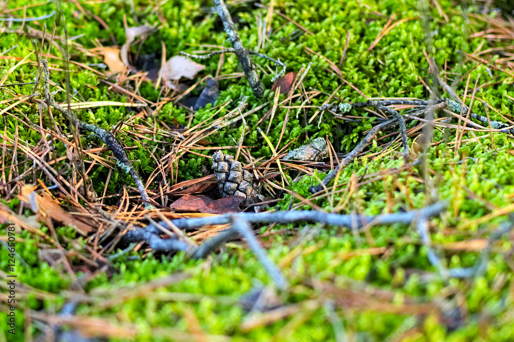 Little fir-cone is lying on moss. Autumn forest. Soft photo