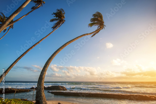 ocean beach on sunset with row palms on horizon