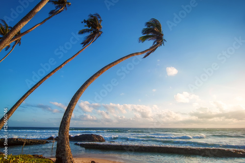 beautiful landscape with ocean beach in waves, blue cloudy sky and palms