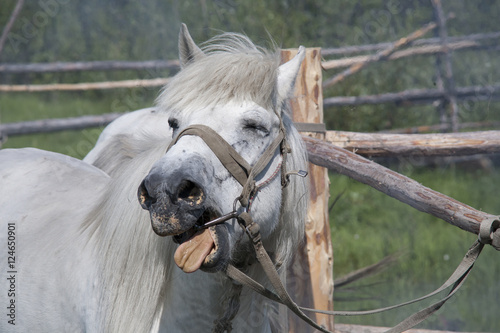 Fototapeta Naklejka Na Ścianę i Meble -  A horse with a grimace on his face. Yakutia. Russia.