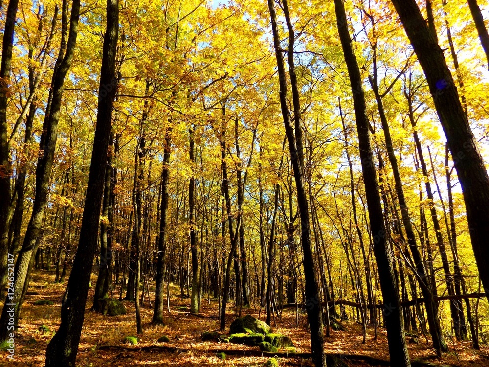 Yellow colorful leaves on deciduous trees in deciduous forest in wild nature during autumn Yellow colorful leaves on deciduous trees in deciduous forest in wild nature during autumn