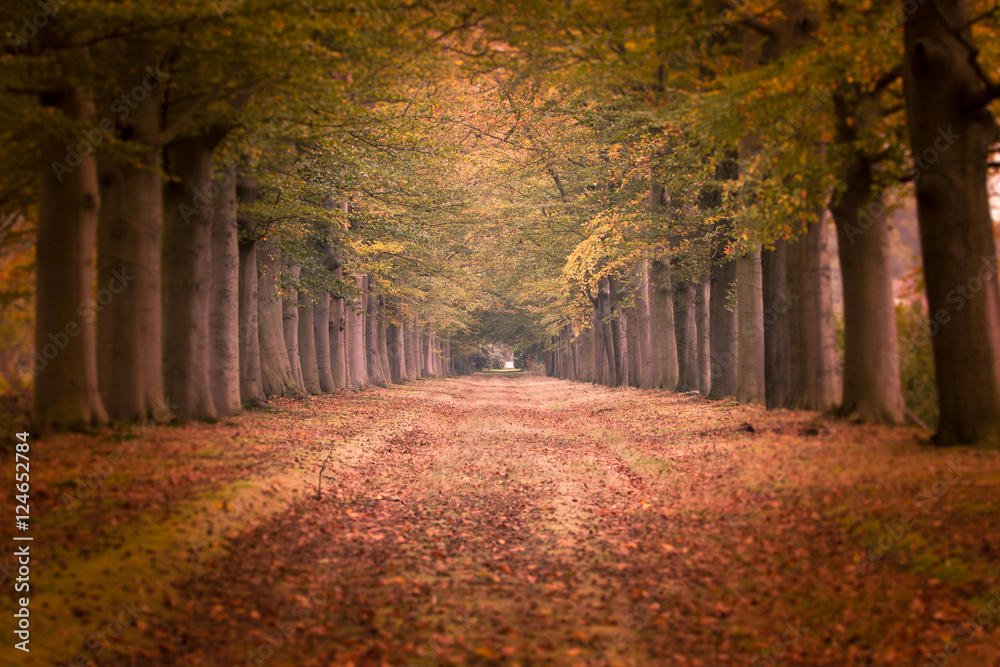 Autumn has arrived in the avenue.