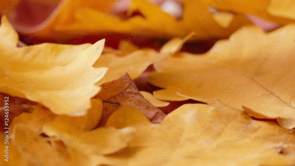 Yellow autumn leaves / Yellow autumn leaves on rotating plate, close-up Yellow autumn leaves / Yellow autumn leaves on rotating plate, close-up