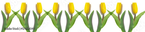 panorama yellow tulips on a white