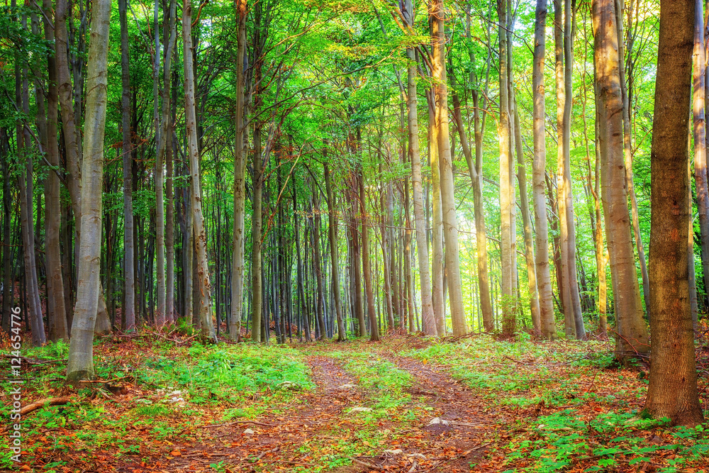 Obraz premium Path in the beautiful Bukk forest in Hungary