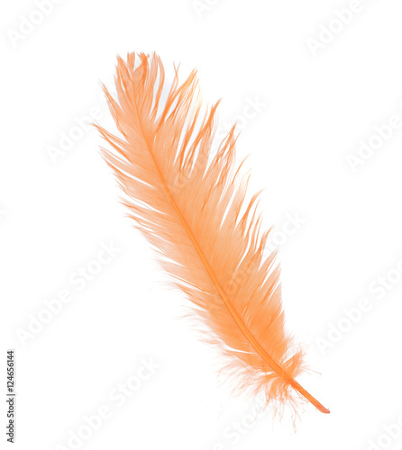 soft fluffy bird feather isolated on white