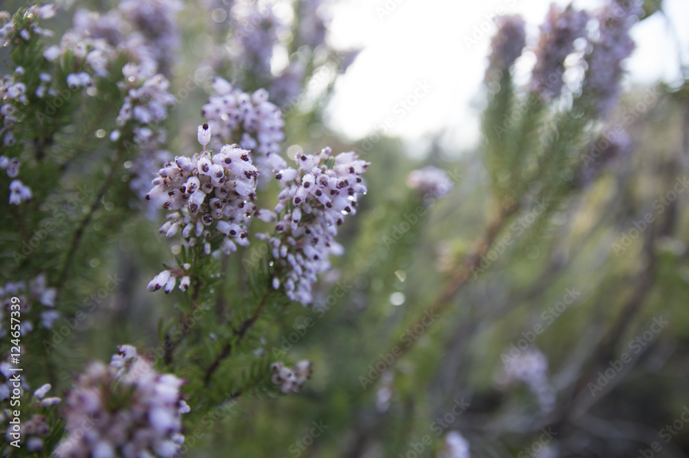 Common heather, Ling (Calluna vulgaris) plant Common heather, Ling (Calluna vulgaris) plant