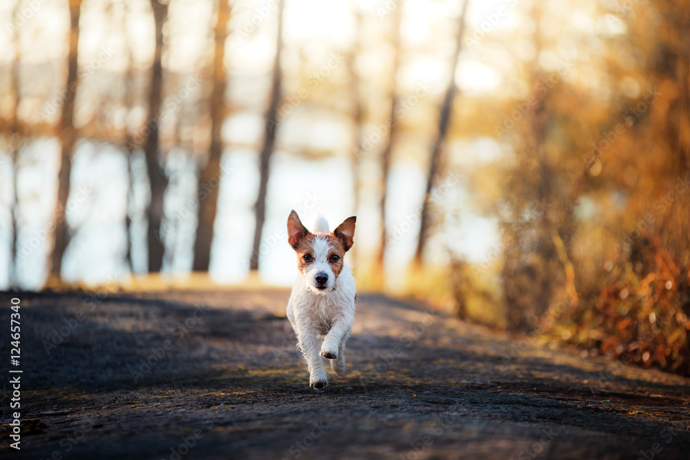 Jack Russell Terrier runs and looks forward Jack Russell Terrier runs and looks forward