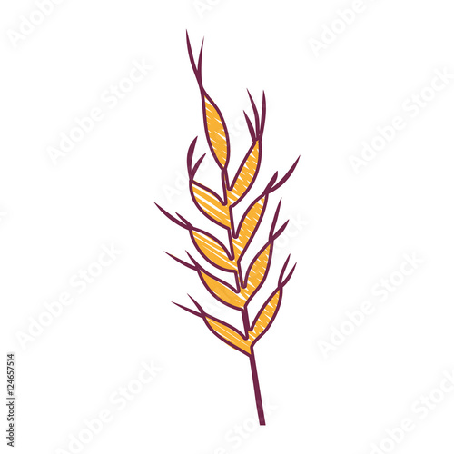 ears of wheat barley icon over white background. draw design. vector illustration