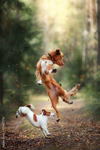 Fototapeta Naklejka Na Ścianę i Meble -  Dog Jack Russell Terrier and dog Nova Scotia Duck Tolling Retriever jump over the leaves