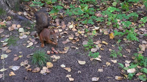 squirrel and nuts