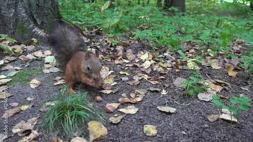 squirrel and nuts