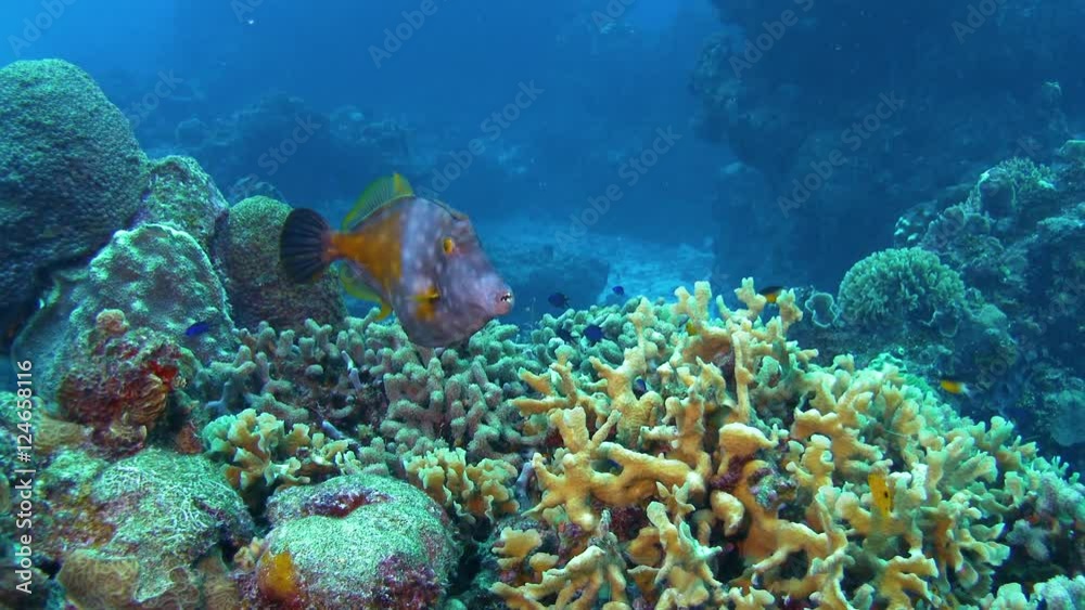 Funny toothed tropical yellow fish swims by in closeup Funny toothed tropical yellow fish swims by in closeup