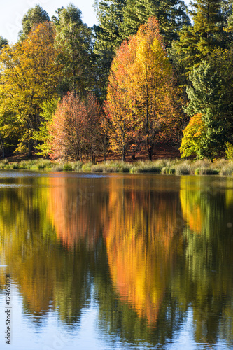 Autumn coloured trees reflection