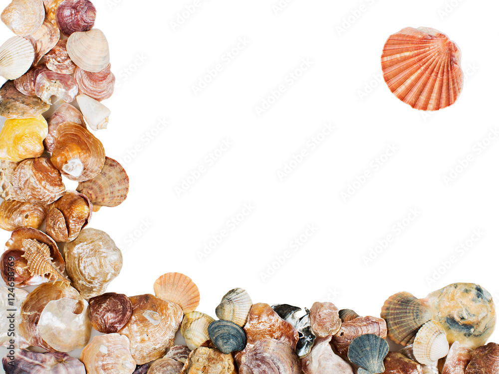 Fototapeta premium Seashell frame on white background isolated