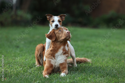 Fototapeta Naklejka Na Ścianę i Meble -  Dog Jack Russell Terrier and dog Nova Scotia Duck Tolling Retriever and hugging each other