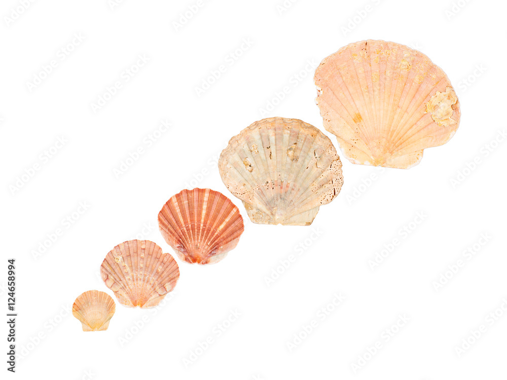 Seashell frame on white background isolated Seashell frame on white background isolated