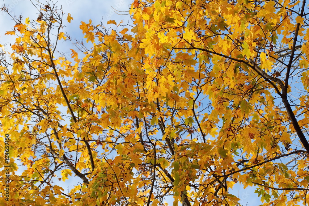 Yellow maple leaves on natural background Yellow maple leaves on natural background