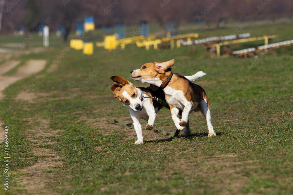 dogs breed beagle dogs breed beagle