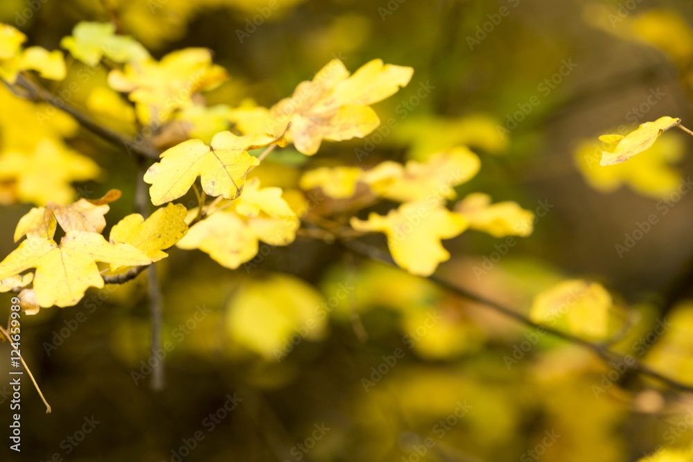 autumn leaves as a background autumn leaves as a background