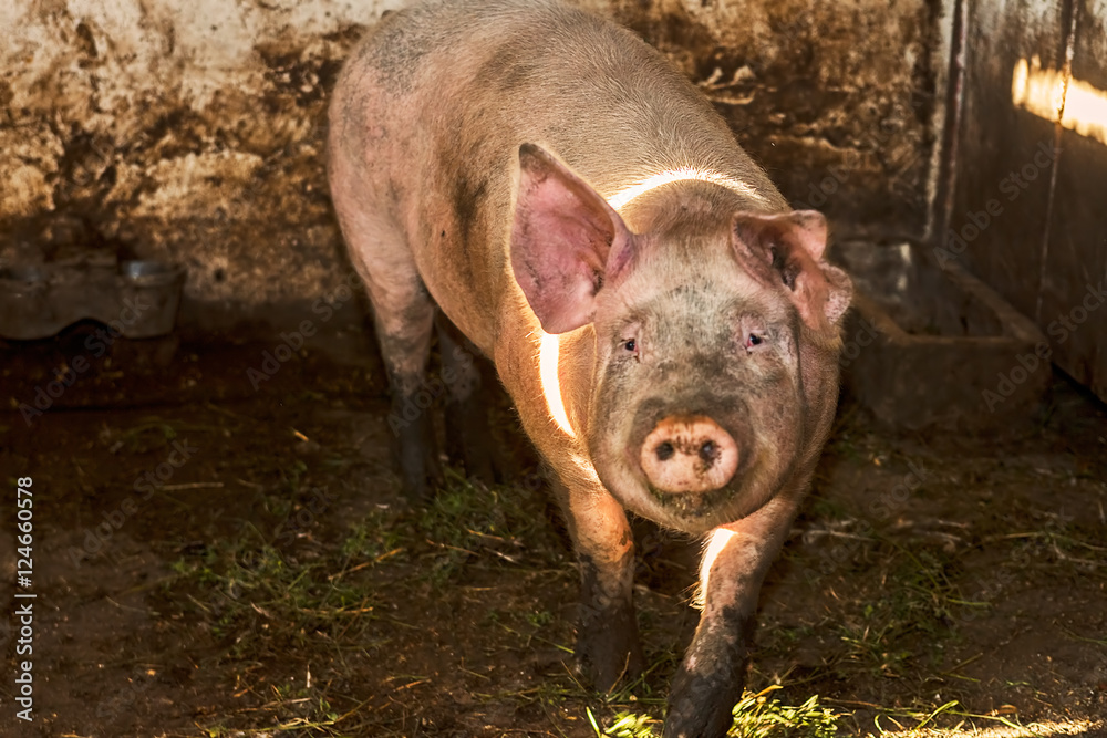 pigs in the pigsty pigs in the pigsty
