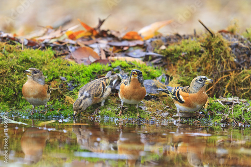 bramblings drink water in autumn puddle