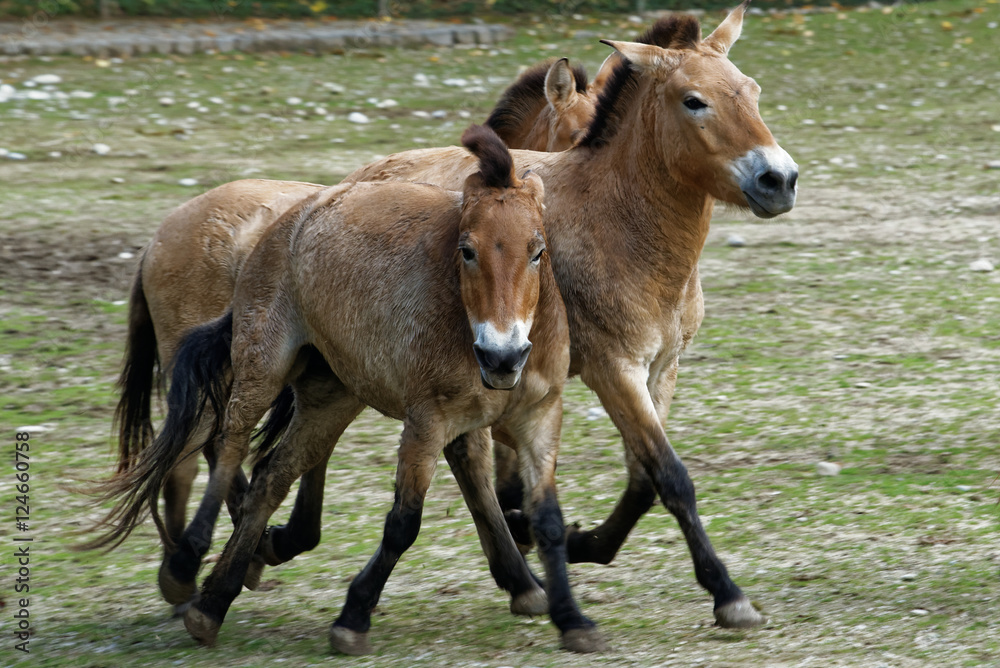 Fototapeta premium Przewalski's horse