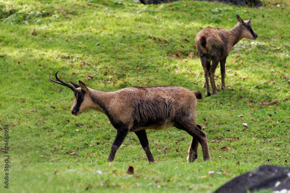 Pyrenean chamois Pyrenean chamois