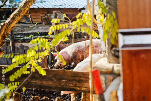 pigs in the pigsty