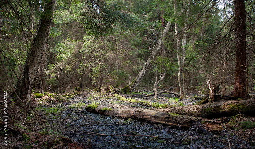 Party declined stump with parts of broken alder tree Party declined stump with parts of broken alder tree