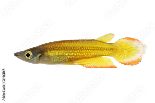 killifish Striped panchax Aplocheilus lineatus tropical aquarium fish 